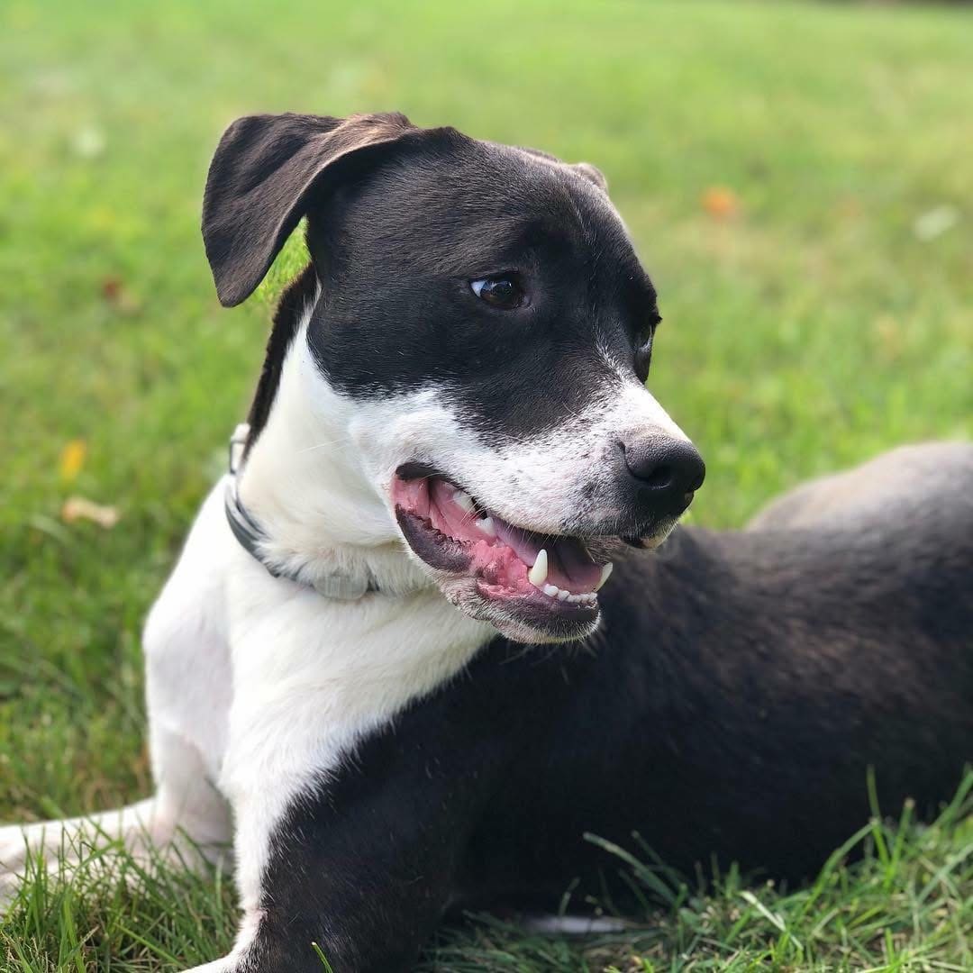A black-and-white rescue puppy on the grass with tongue out