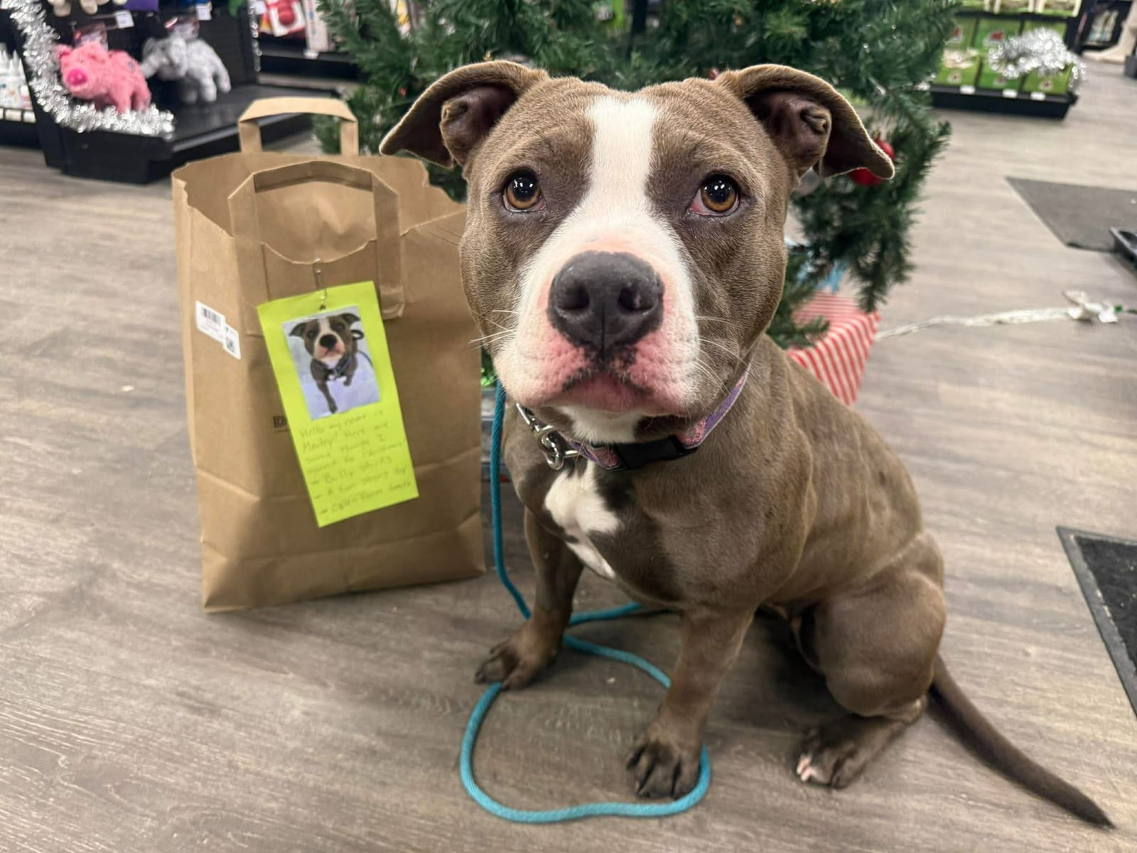 A volunteer browsing pet supplies at a Vermont store