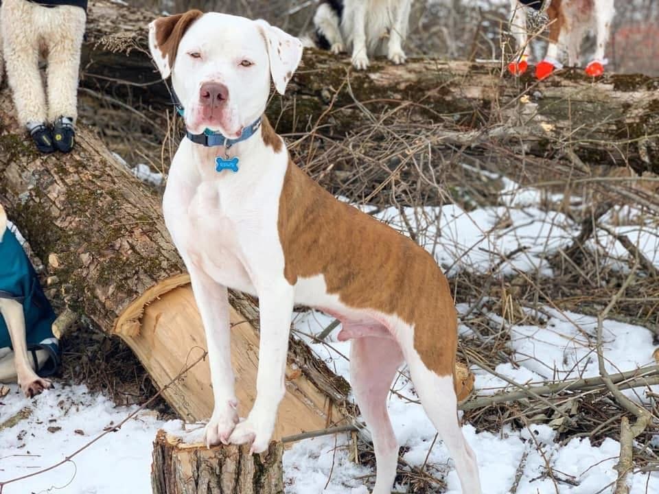 A smiling rescue dog wearing an Adopt Me vest at an adoption event