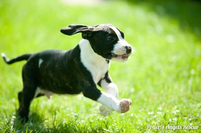 A brindle Potter's Angels rescue puppy running joyfully on grass